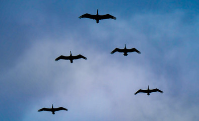pelicans in flight