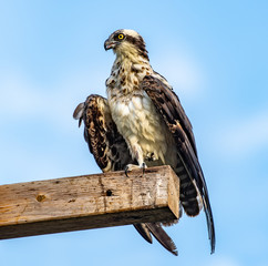 Wild osprey perched and drying off his wings