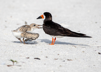 Close up of a black skimmer chick running on the beach