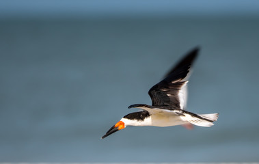 Skimmer flying over the water in Florida