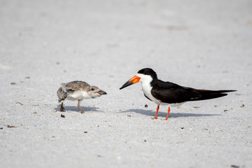 Close up of a black skimmer chick chasing parent