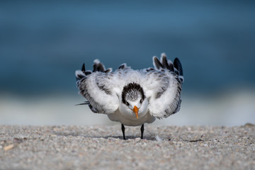 Royal tern fluffs on the beach