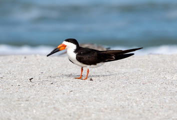 Black skimmer on the sandy beach