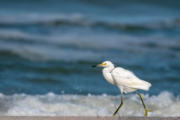 Snowy egret walking along the coastal beach