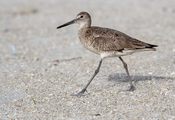 Willet taking a stroll on the beach