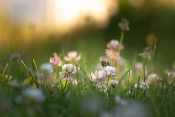 Printed kitchen splashbacks Bee field of flowers, busy working bee