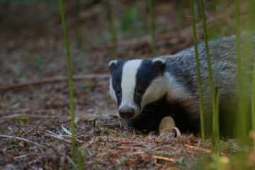 badgers, meles meles, walking, eating posing beside sett under a forest of bracken during a warm July summer evening in Scotland.