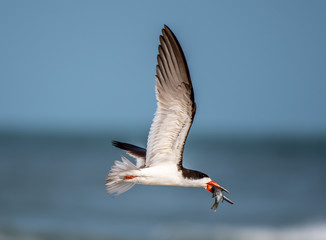 Skimmer returning with fish for the chicks