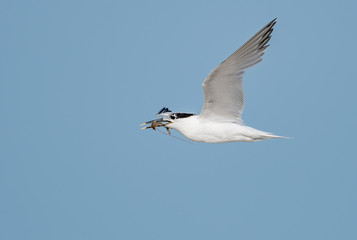 Royal tern returns to the beach with shrimp