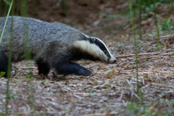 badgers, meles meles, walking, eating posing beside sett under a forest of bracken during a warm July summer evening in Scotland.