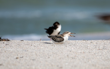 Young skimmer calls for food