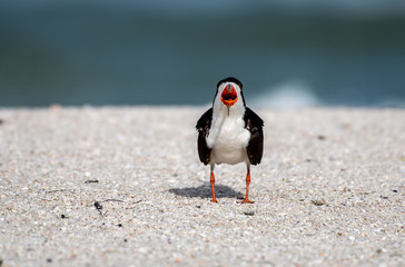 Adult skimmer calling out to the other skimmers