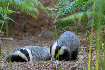 Obraz premium badgers, meles meles, walking, eating posing beside sett under a forest of bracken during a warm July summer evening in Scotland.