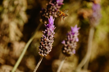 Bee aproching to a lavender flower