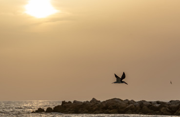 Skimmer flying over the jetty on the beaches of the Gulf of Mexico