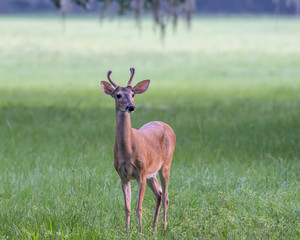 Wild buck stands in a field