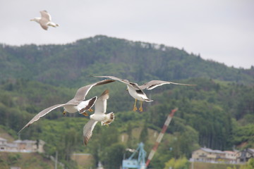 ニアミスしかけた２羽のウミネコ(宮城県)