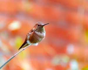 Humming bird perched at the end of a tree branch