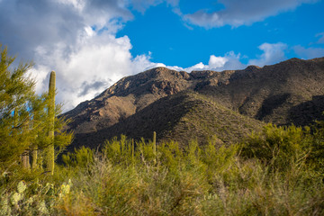 Winter in the deserts of Arizona are green and beautiful