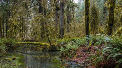 river in forest