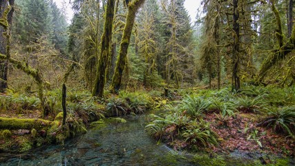 stream in the forest