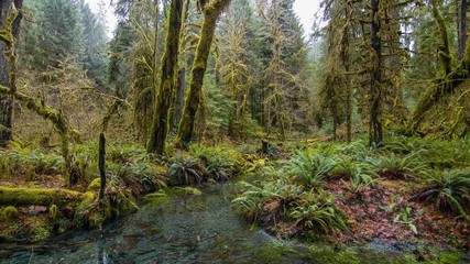 stream in the forest