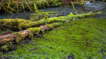 stream in forest