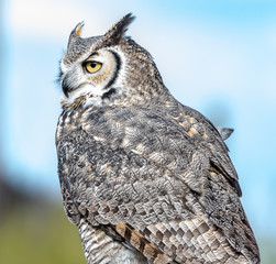 Obraz premium Great horned owl in Arizona