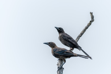 Brown crows perched together on a branch
