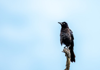 Male boat tailed grackle sits alone on a branch