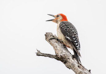 Red bellied woodpecker calls to another nearby
