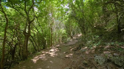 Fototapeta na wymiar Path in forest