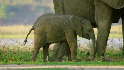 elephants in africa