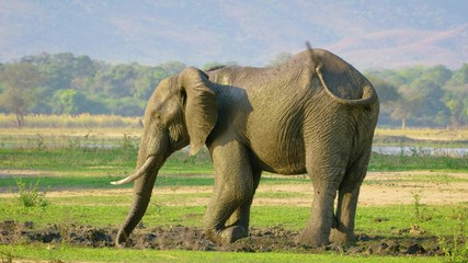 mother and baby elephant