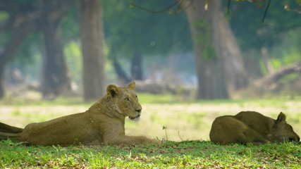lion and lioness