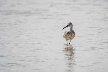 willet hunting for food on a florida beach