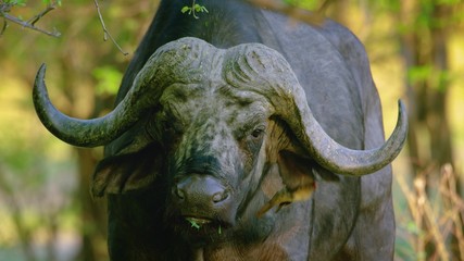buffalo in the mud