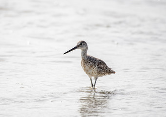 Willet hunting for food on a florida beach