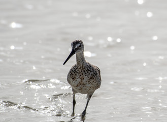 Willet walking along the beach in florida