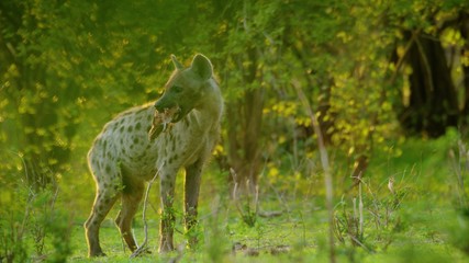 hyena in africa