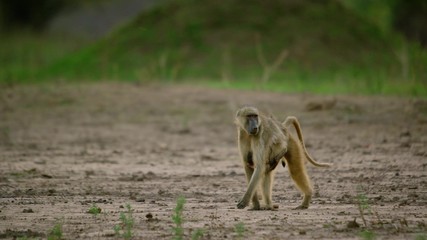 Monkey in Africa