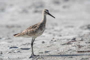 Willet pauses his walk on the beach