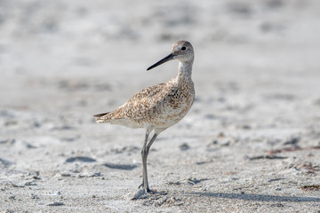 willet standing on a florida beach