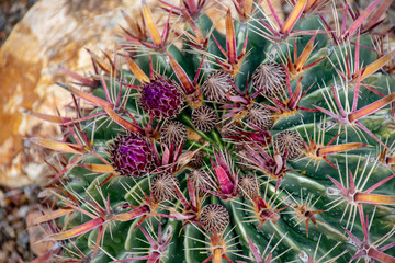 Obraz premium Cactus in bloom with red flowers