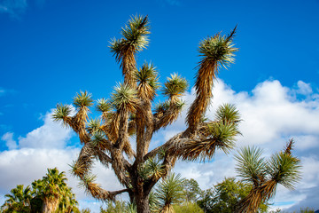 Fototapeta na wymiar Joshua tree in the deserts of Arizona