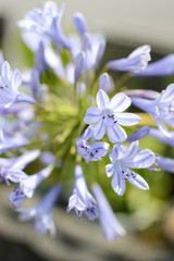 紫色の可愛い花が咲いている