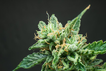 CBD THC in Pot. CBD THC in Pot. Marijuana bud close up. Macro trichomes cannabis. Indica flower....
