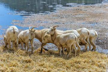 Spring Mountain Sheep - A group of female bighorn sheep grazing at side of Sheep Lakes in Rocky Mountain National Park on a sunny Spring day. Colorado, USA.