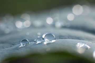 Macro shot of water drop on leaf