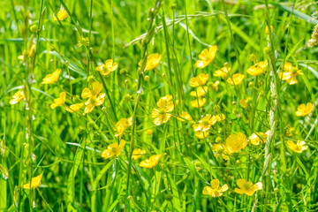 Buttercup meadow. Wild yellow meadow flowers, shallow depth of field